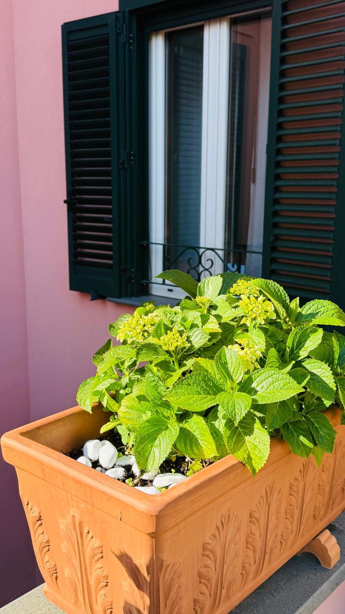La Maison Rose Maiori Luaran gambar